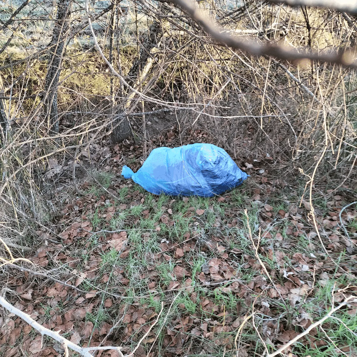 Immagine della giornata