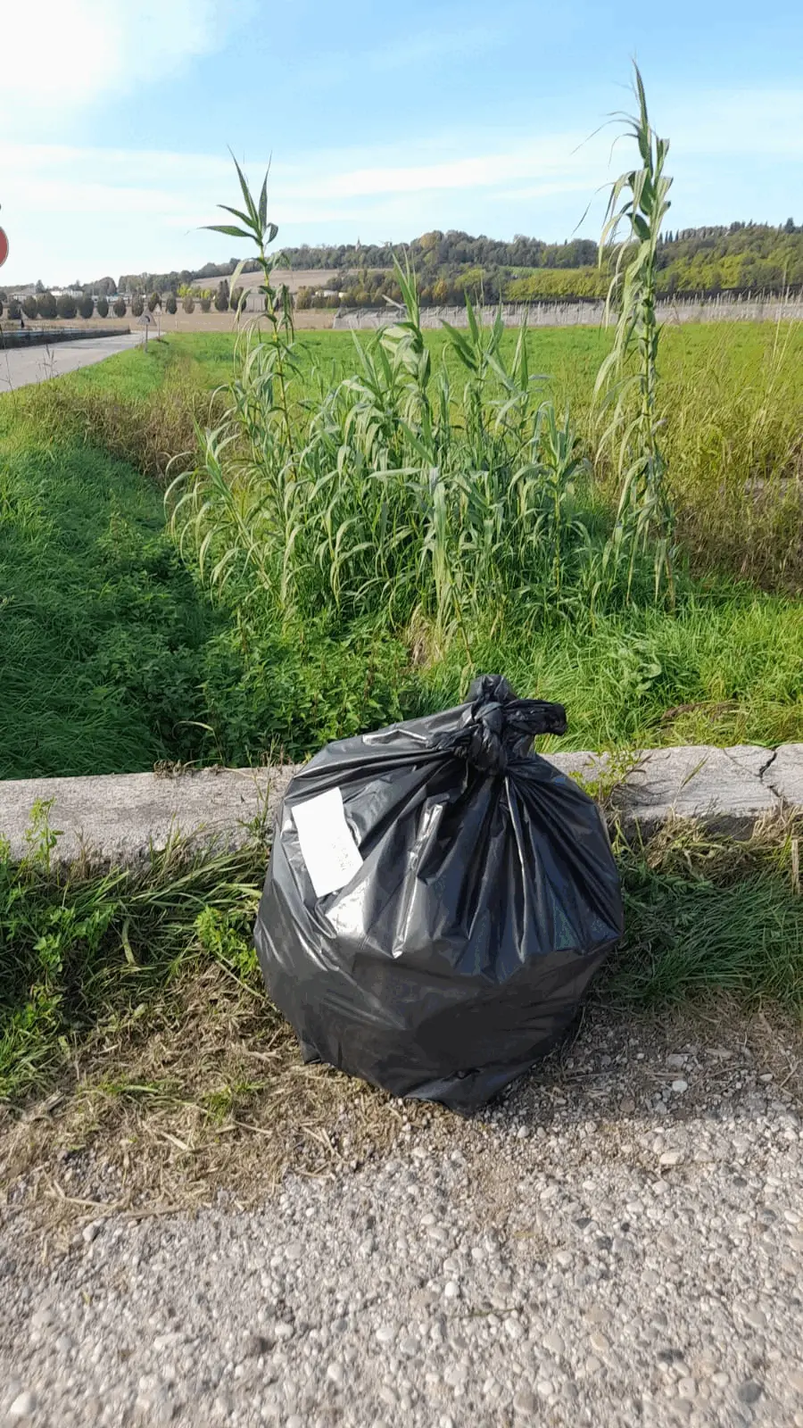Immagine della giornata