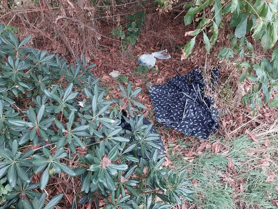 Immagine della giornata