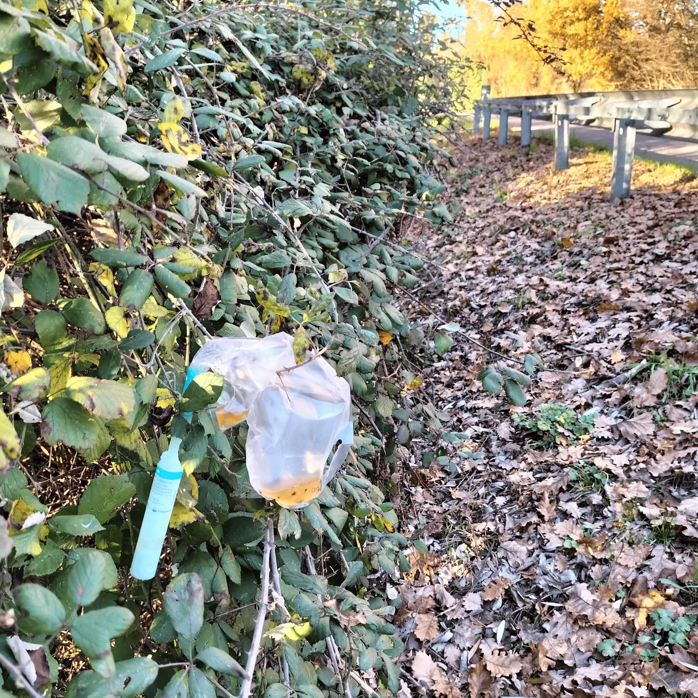 Immagine della giornata