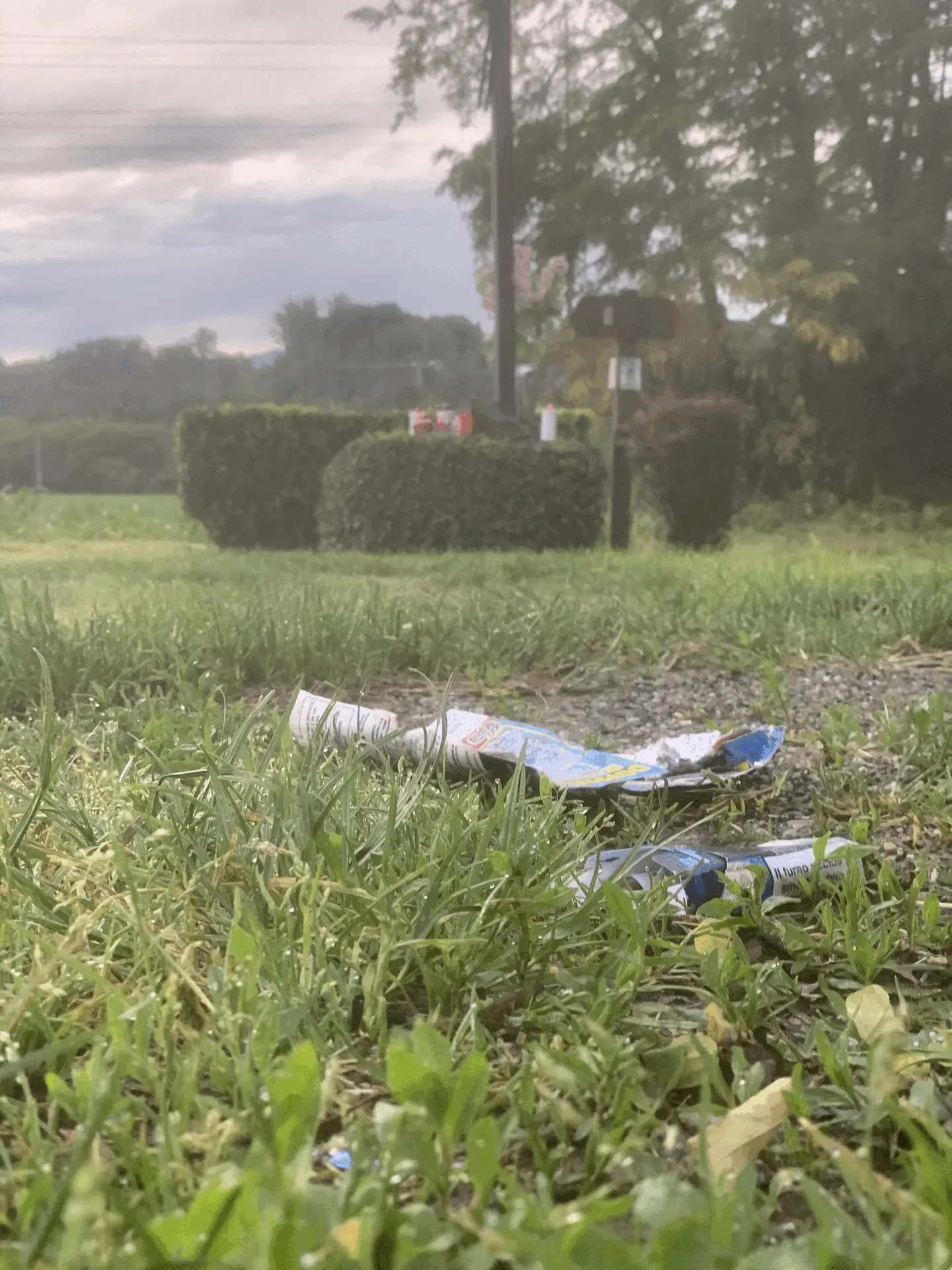 Immagine della giornata