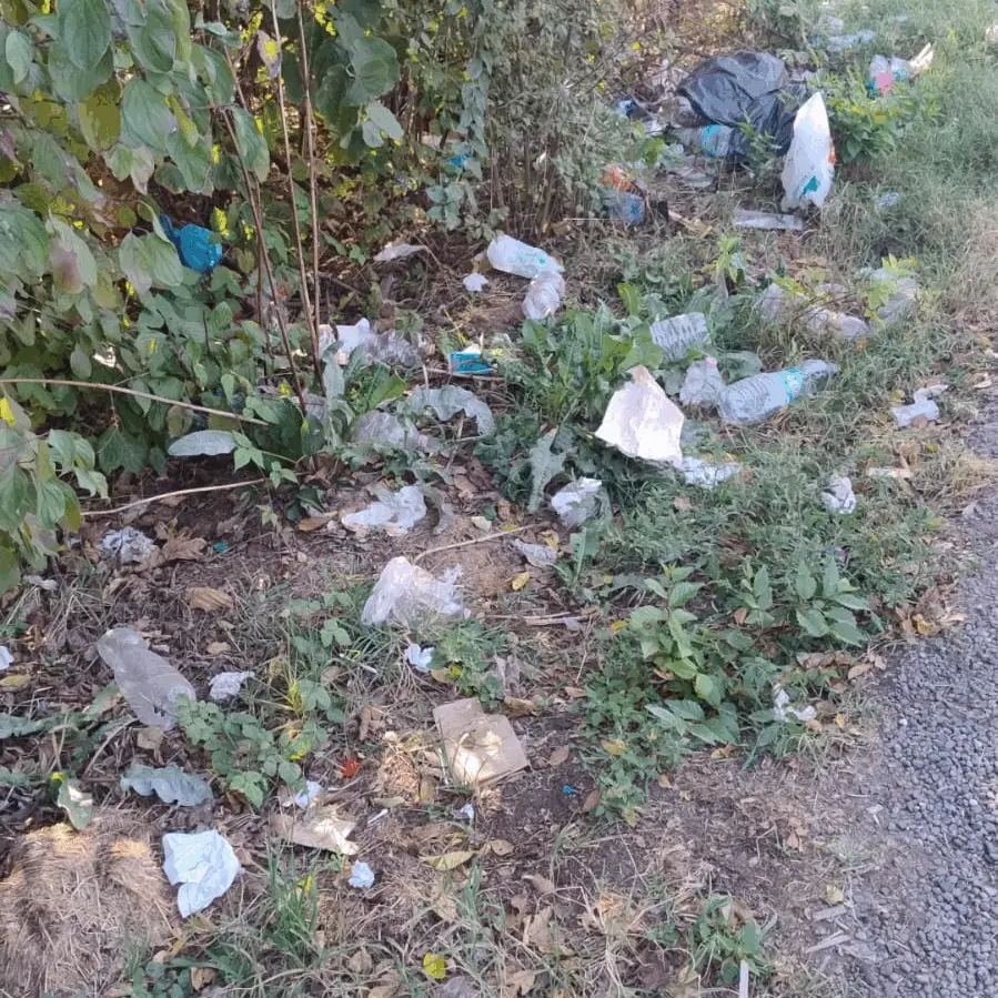 Immagine della giornata