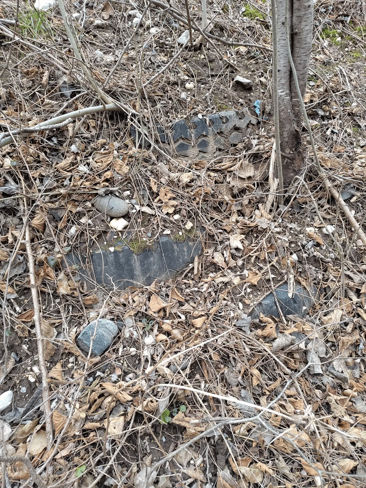 Immagine della giornata