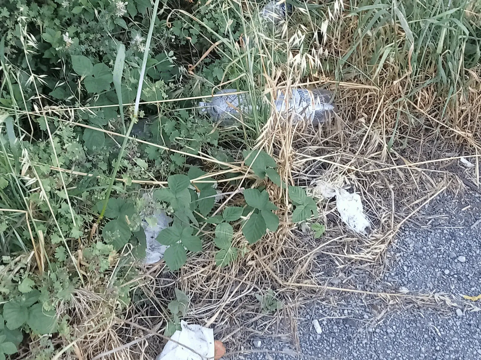 Immagine della giornata