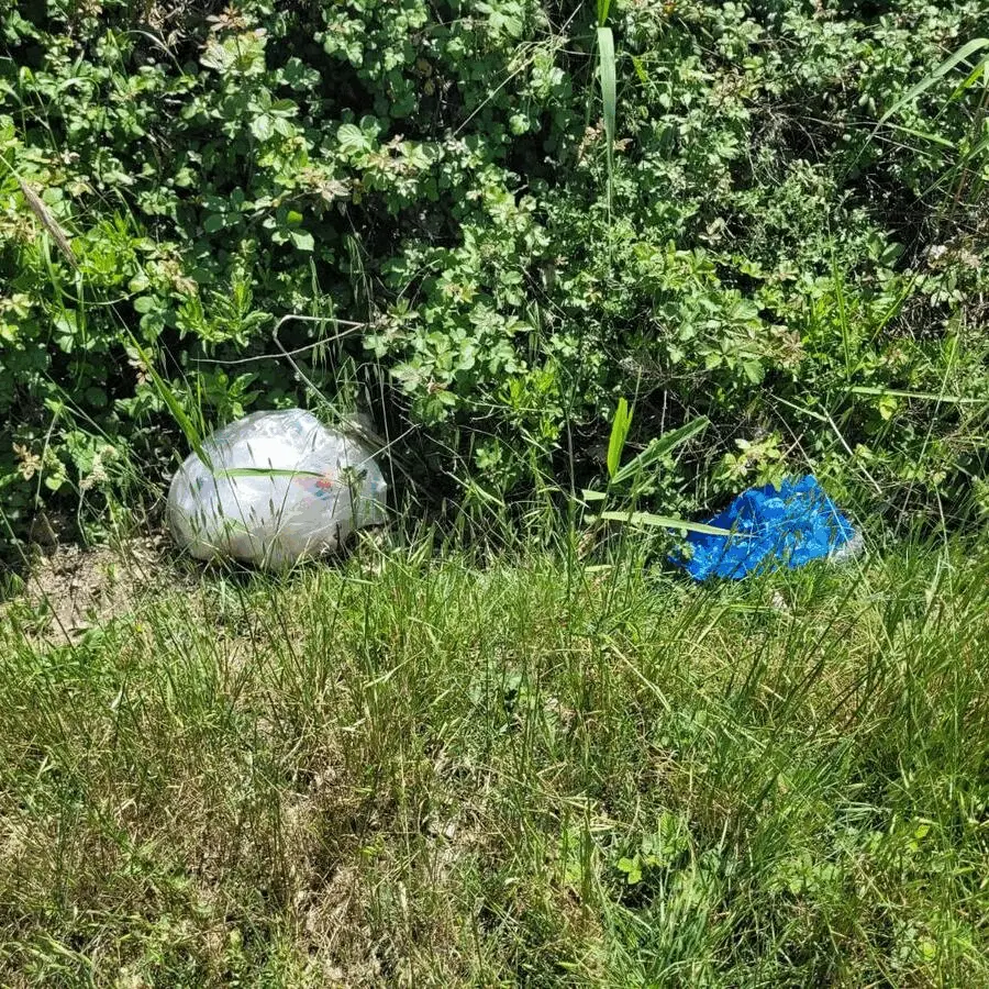 Immagine della giornata
