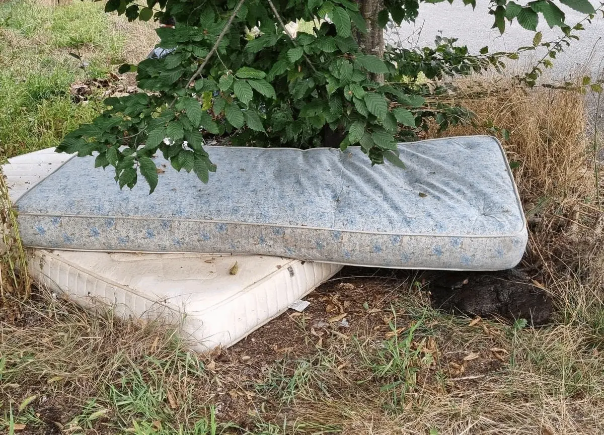 Immagine della giornata