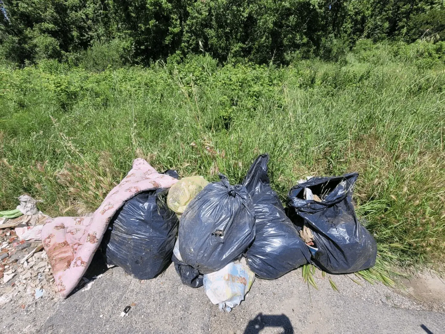 Immagine della giornata