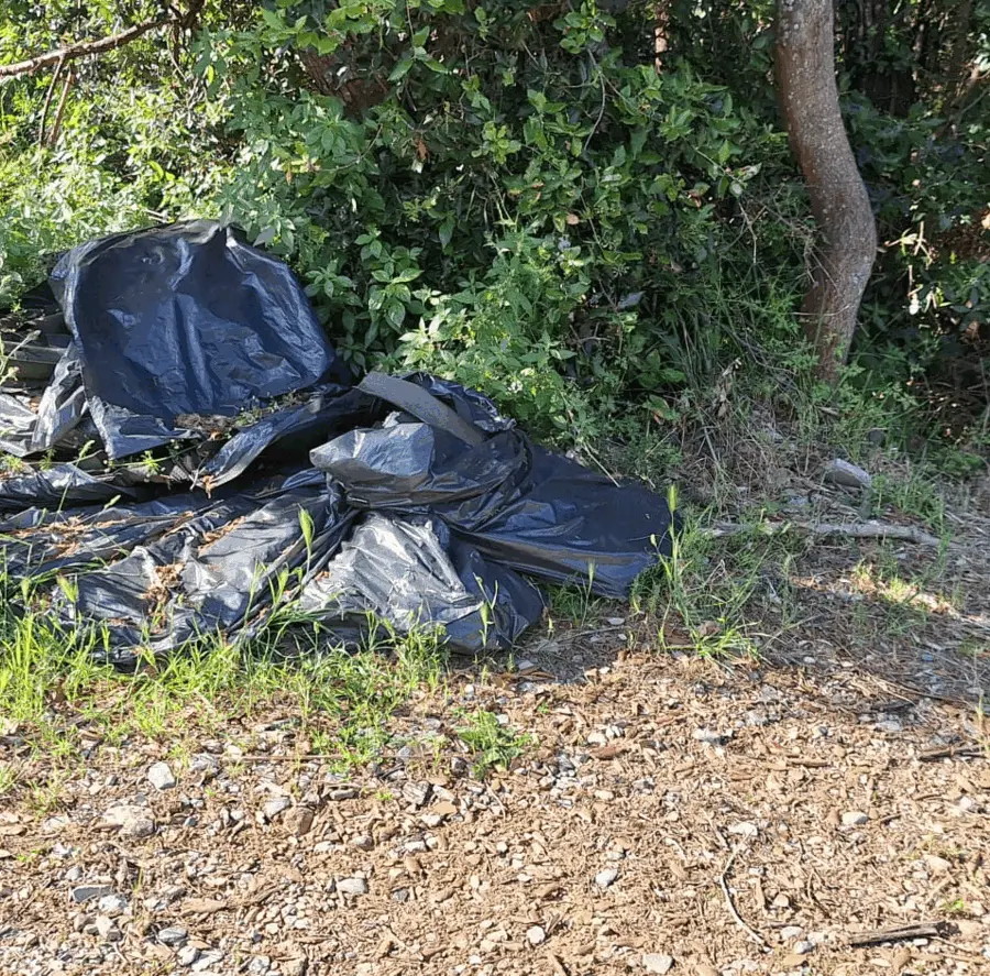 Immagine della giornata