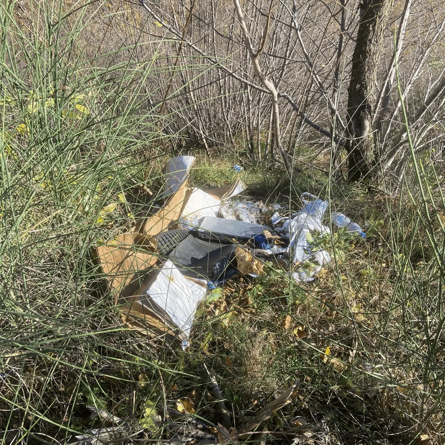 Immagine della giornata