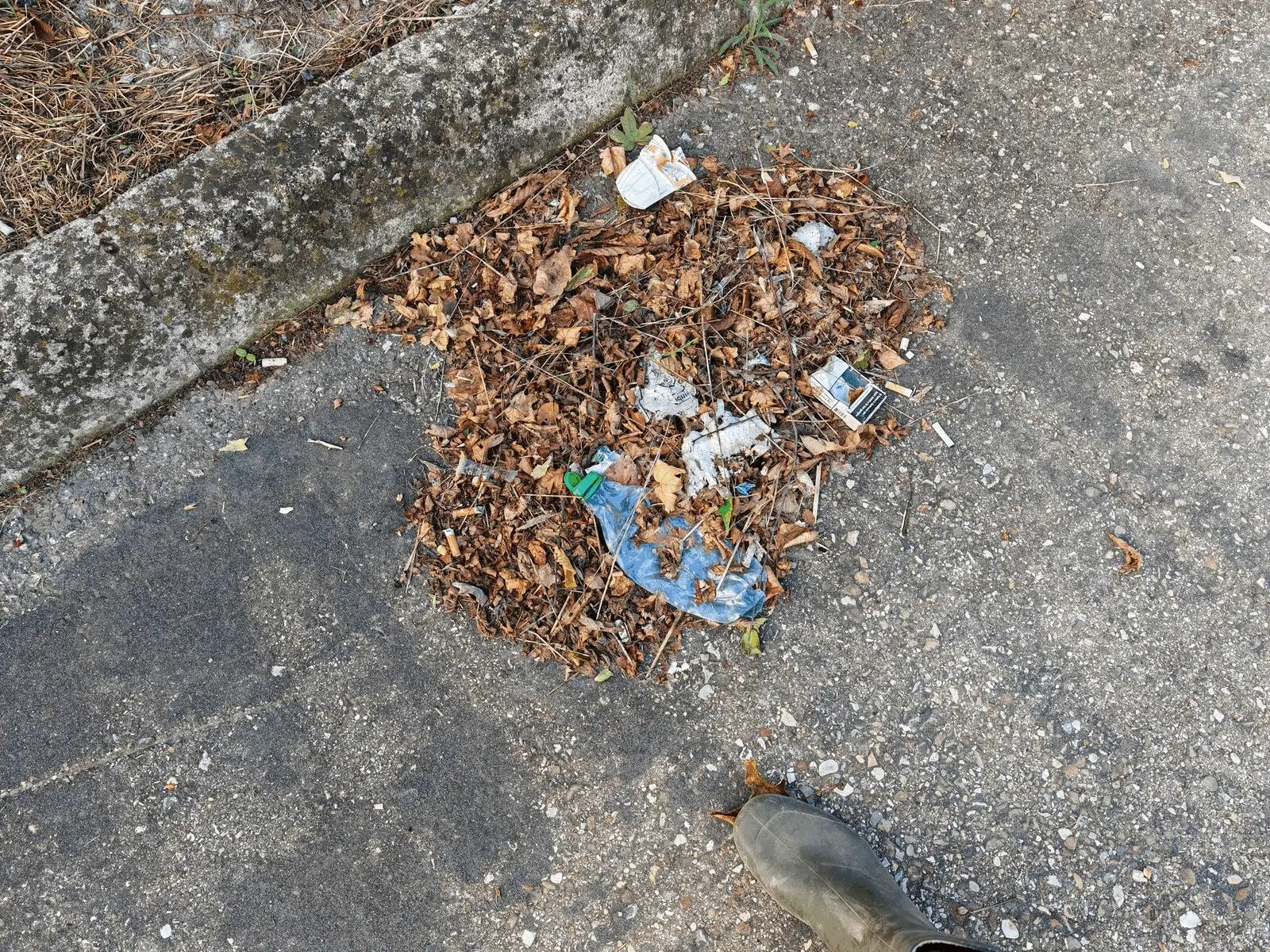 Immagine della giornata