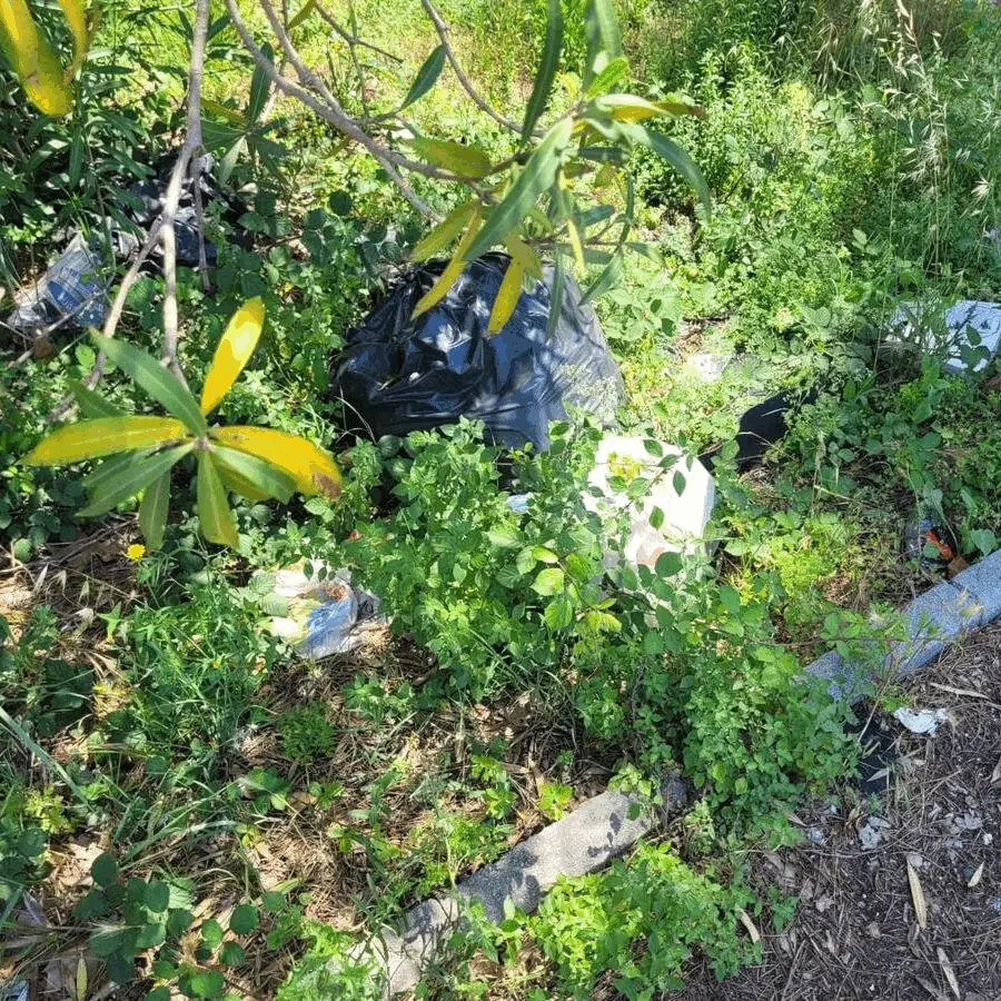 Immagine della giornata