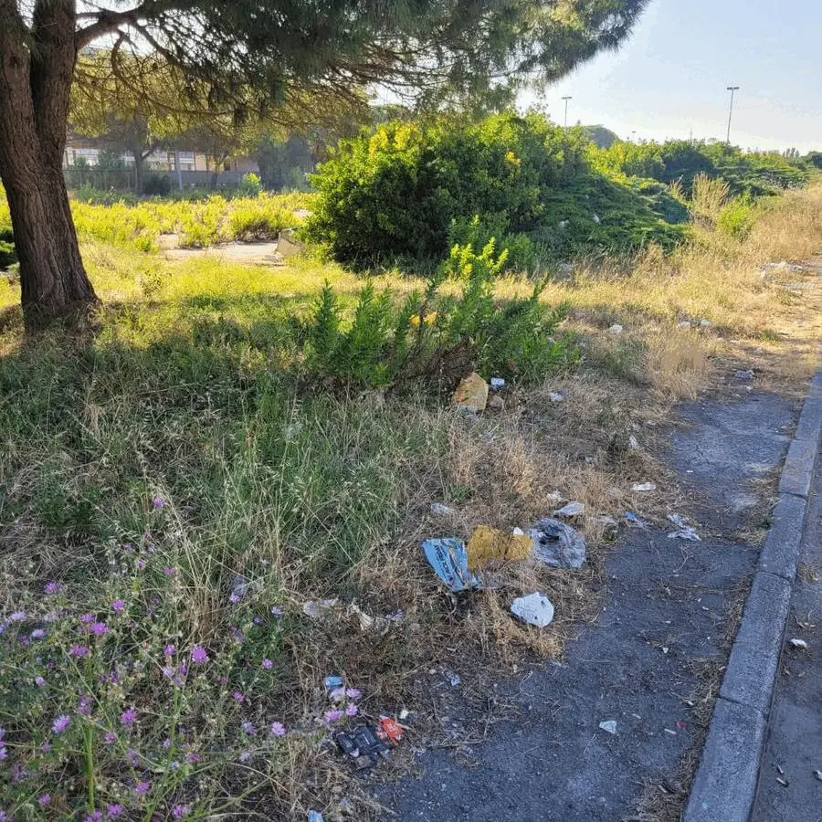 Immagine della giornata