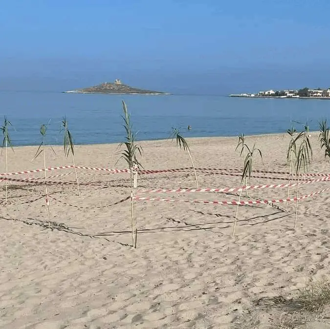 Immagine della giornata