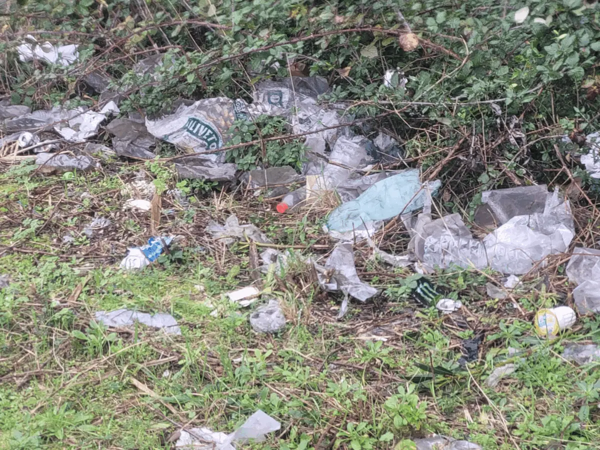 Immagine della giornata