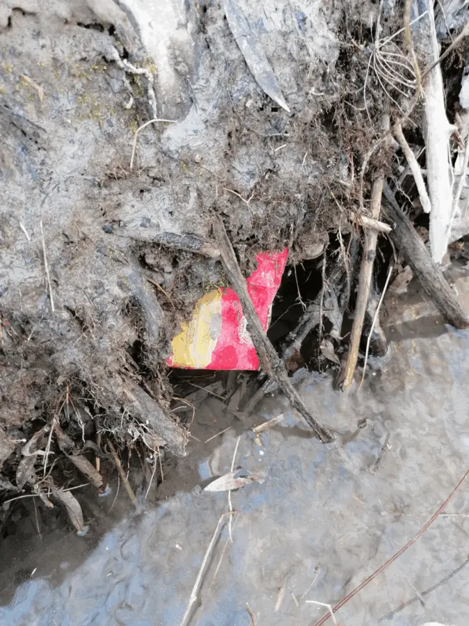 Immagine della giornata