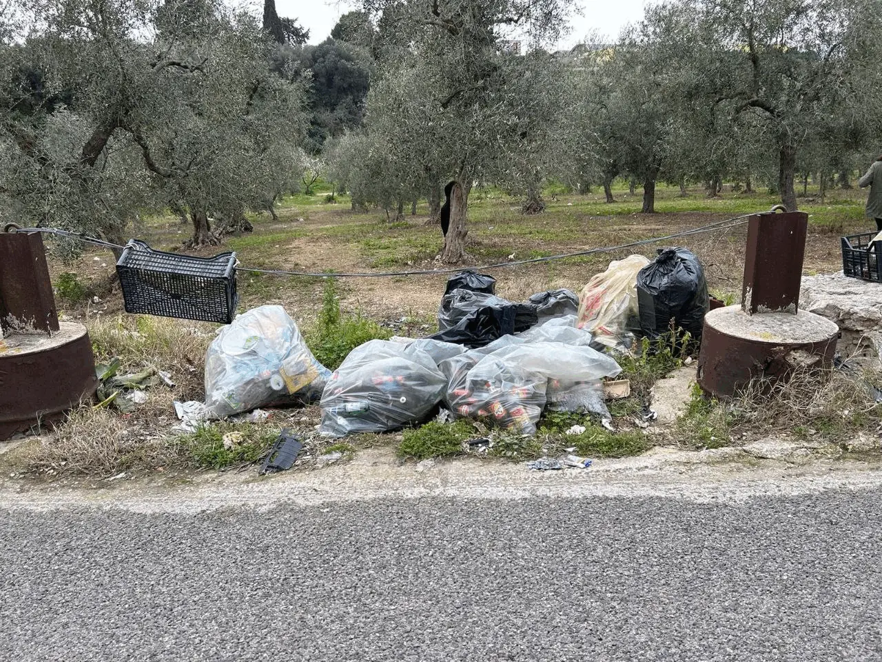 Immagine della giornata
