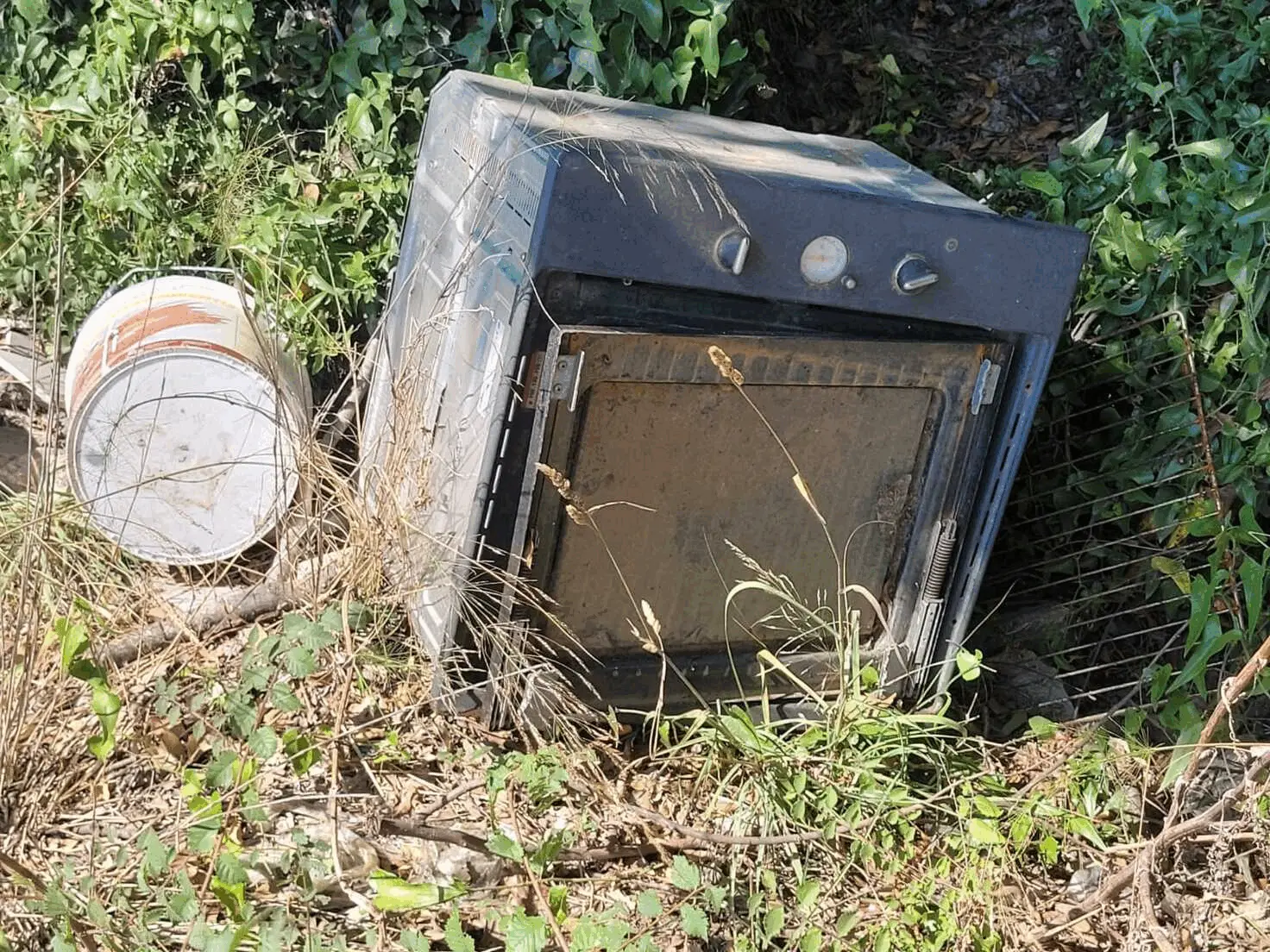 Immagine della giornata