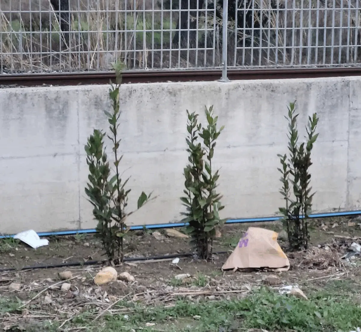 Immagine della giornata