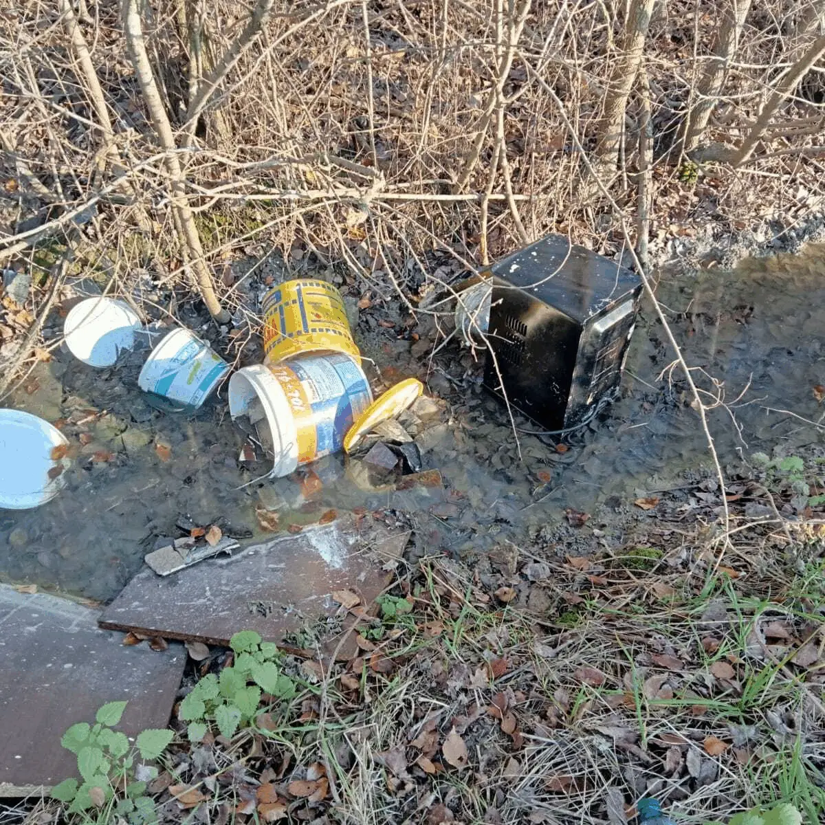 Immagine della giornata