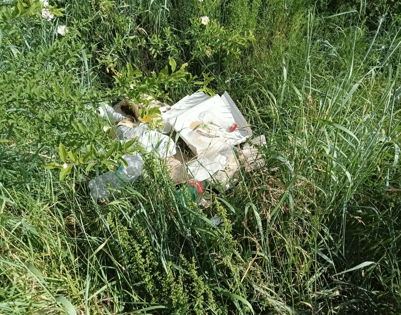 Immagine della giornata